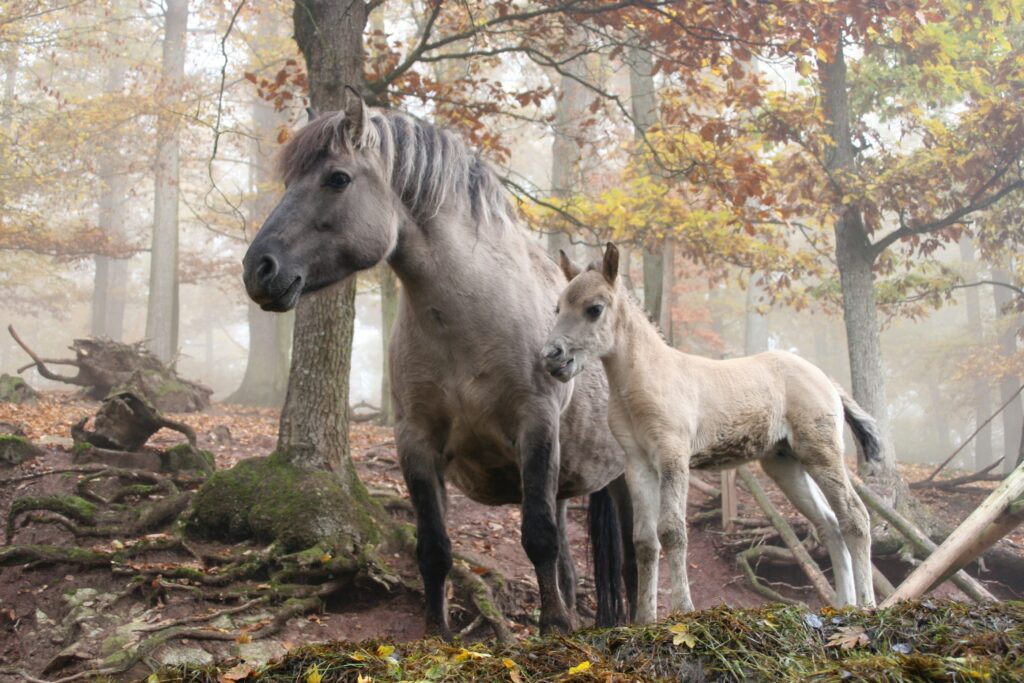 Erlebnispark Tripsdrill Abenteuer für ganze Familie